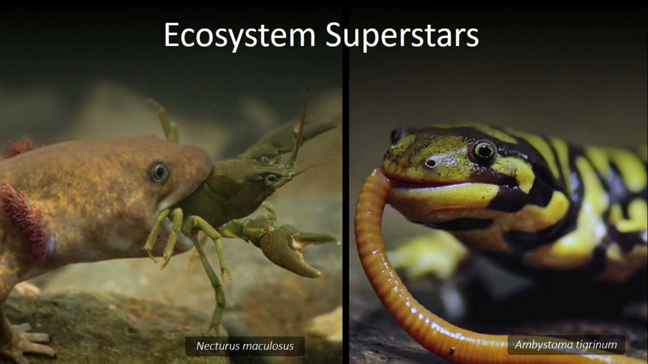 Salamanders: The Hidden Jewels of Appalachia