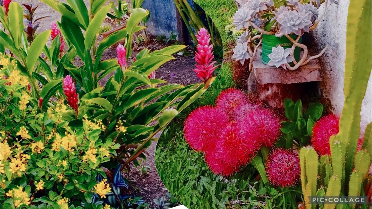 plantas lindas do meu jardim na roça.🌷🪻❤️