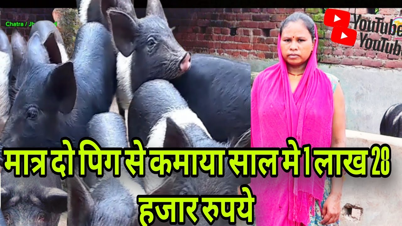 मात्र 2 पिग से एक साल मे कमाया 1 लाख 28 हजार रुपये 🐖🐖 || Pig Farm || #Graminfarmingjharkhand 