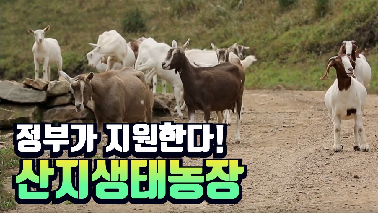 정부에서 산지생태농장의 시작을 도와준다! / YTN 사이언스