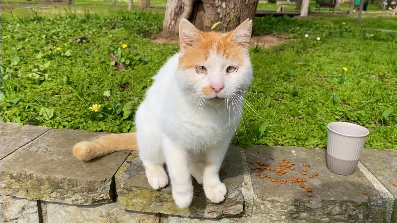 The cats living in the park are incredibly beautiful. I gave them food. 