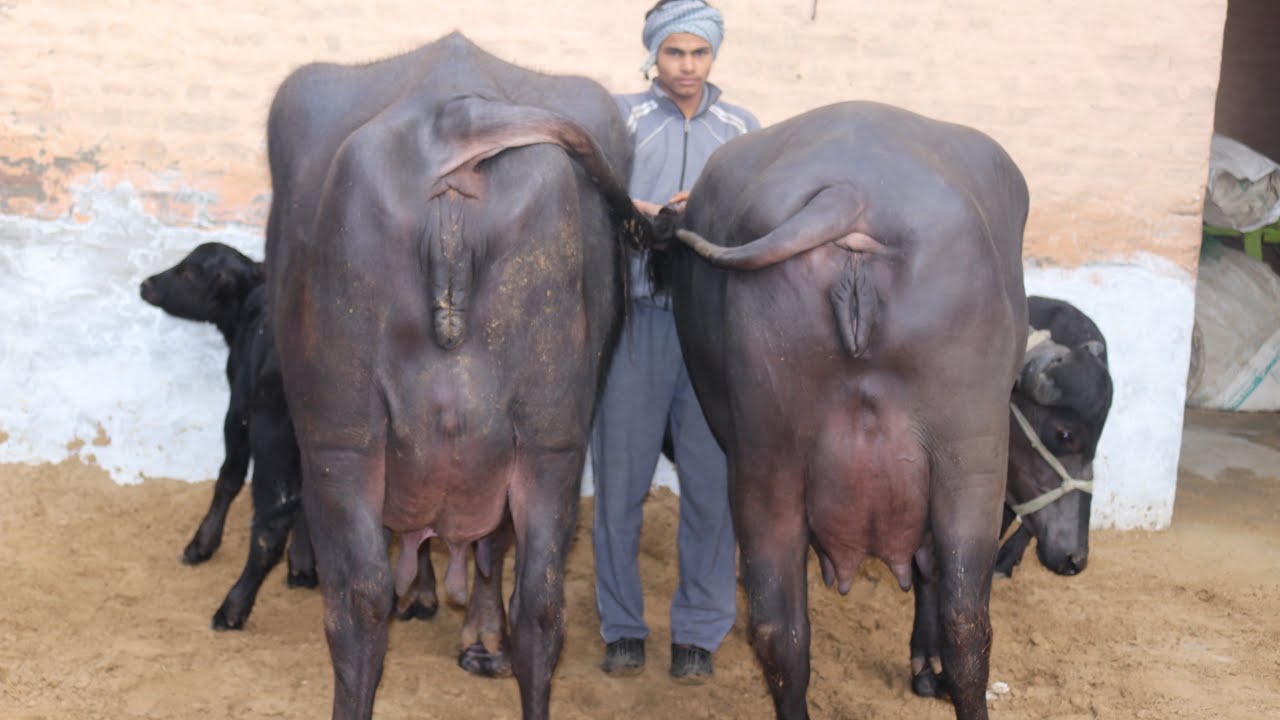 Top Class Murrah Buffaloes available FOR SALE at SDF. 9812319308