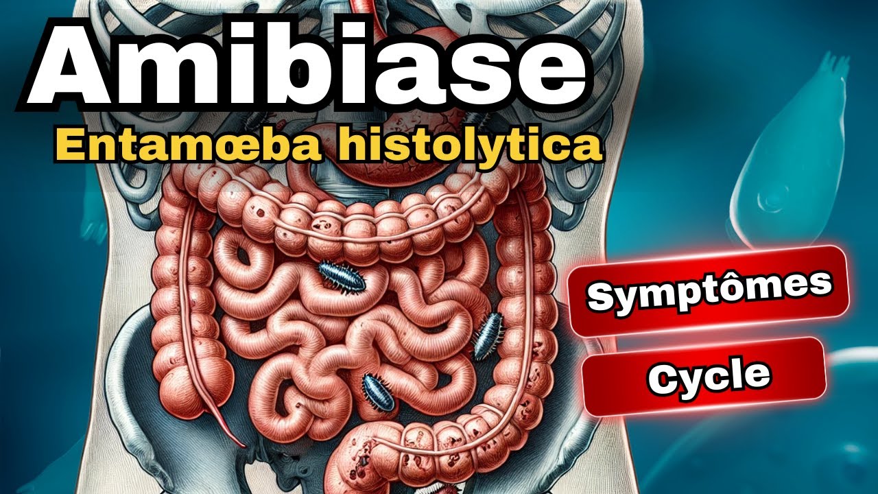 AMIBIASE - Entamoeba histolytica : Cycle, Diagnostic et Traitement Parasite