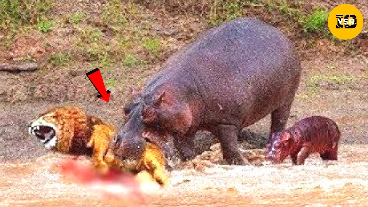 Nasib Sial Singa Saat Memburu Kuda Nil, Pertarungan Brutal  Singa VS Kuda Nil