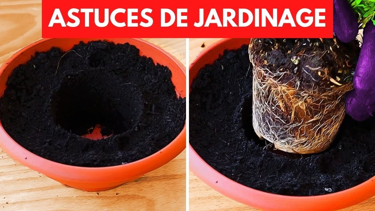 26 secrets pour améliorer votre pouce vert 🌿