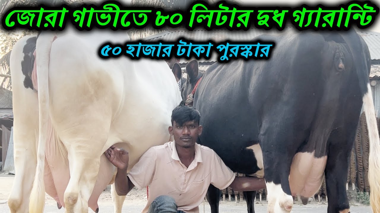জোরা গাভীতে ৮০ লিটার দুধ গ্যারান্টি ! গরু দেখাতে পারলে ৫০ হাজার টাকা পুরস্কার দিবো ।টিভিতে দেখা গাভী