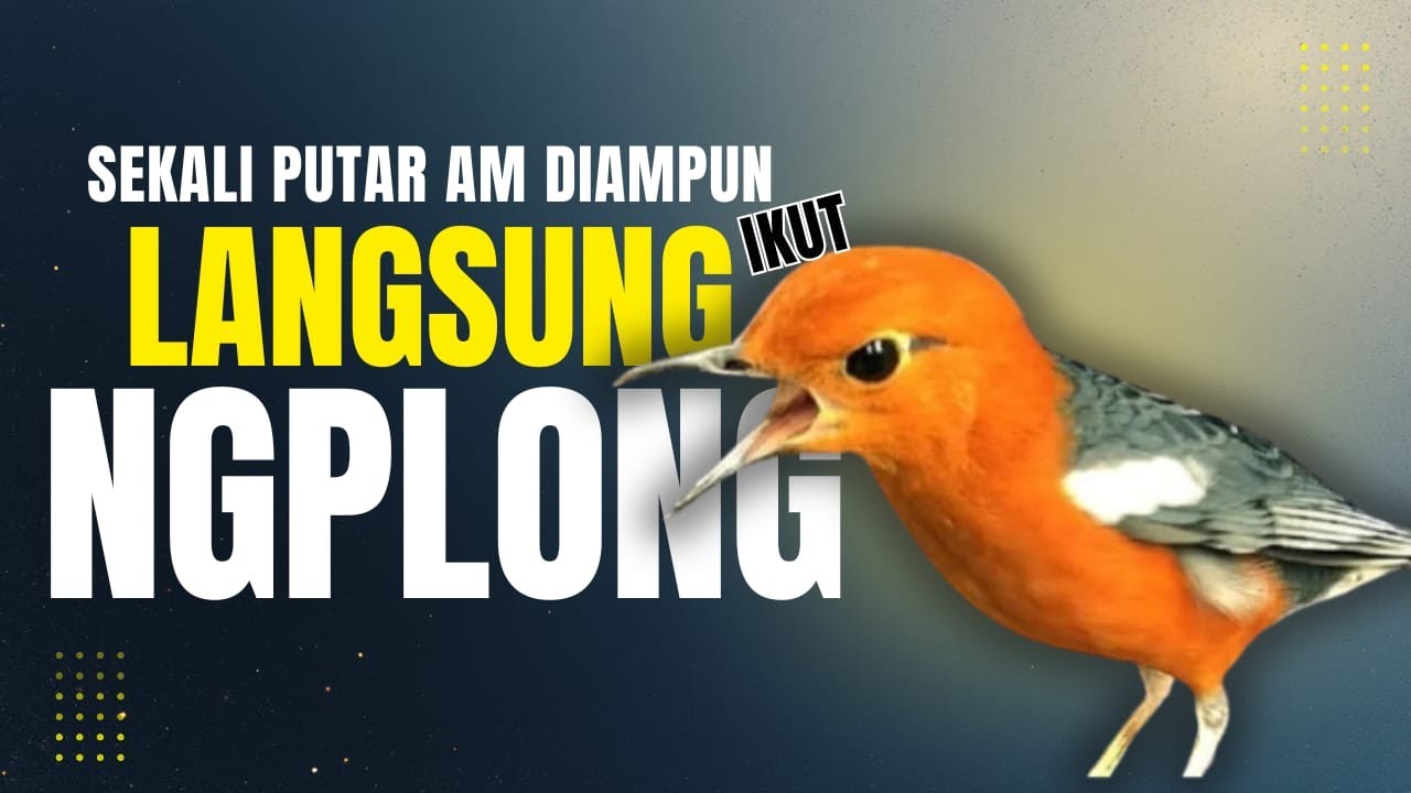 LANGSUNG NYAUT 10000 % ‼️ ANIS MERAH MACET BUNYI JIKA DENGAR SUARA INI PASTI NYAUT LANJUT GACOR | 46