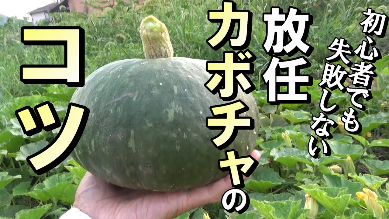 【自然農】初心者でも失敗しない　放任カボチャ栽培のコツ　 2023年4月17日【natural farming】