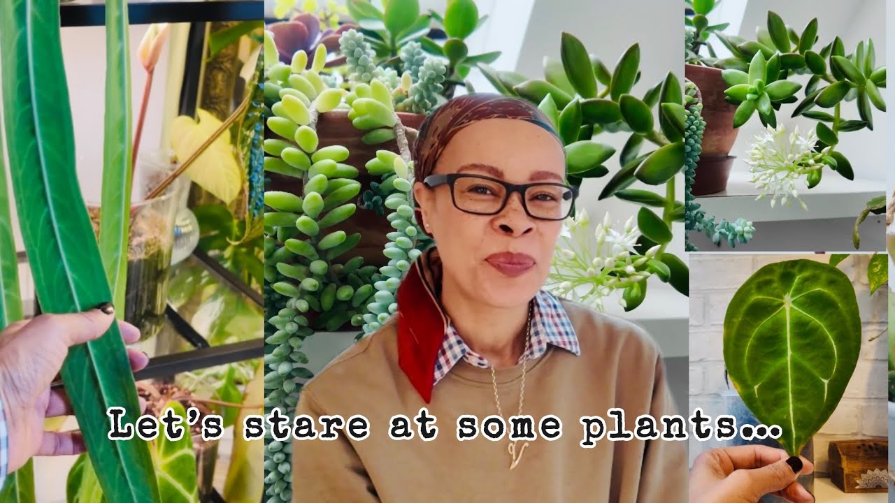 Let’s take a moment and stare at some plants 🪴 Lots of houseplant updates