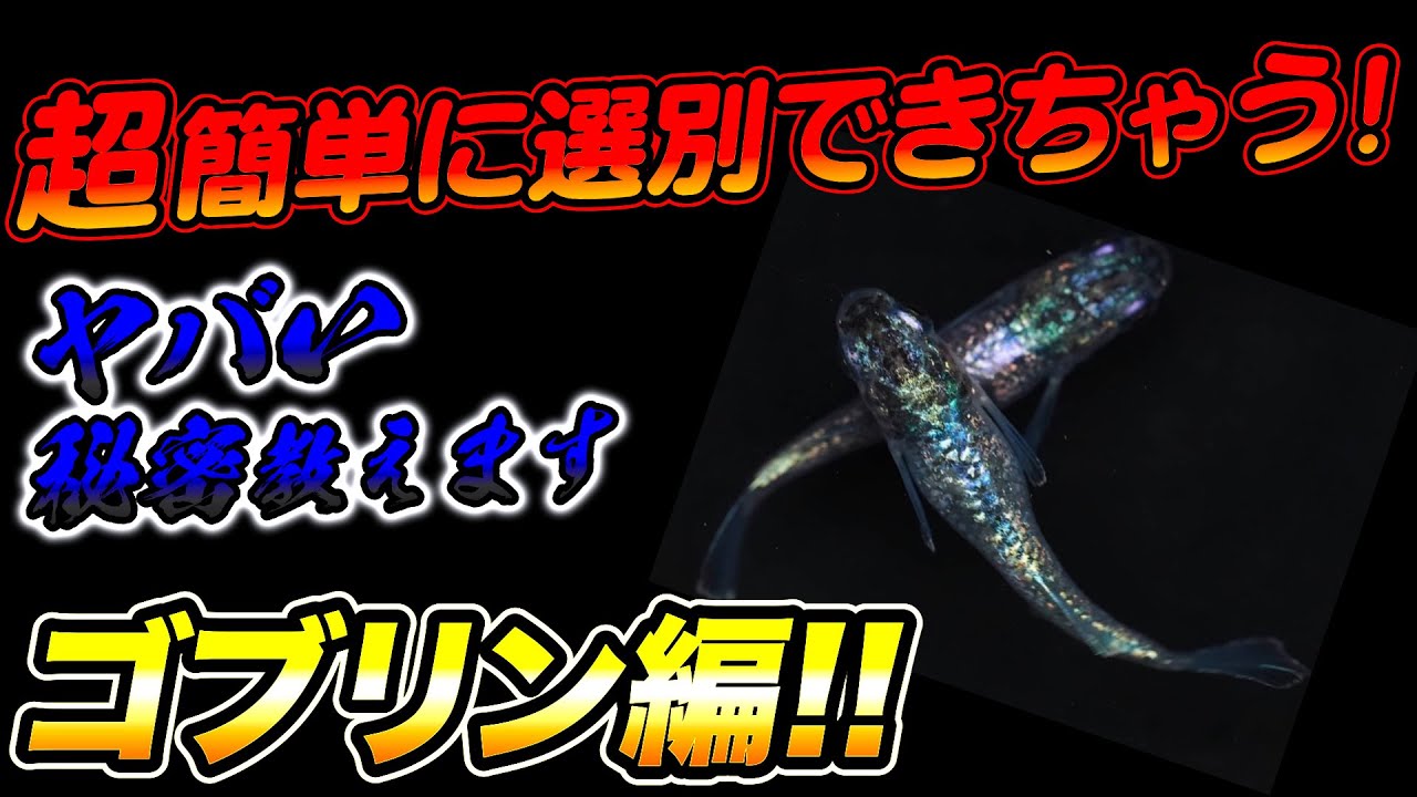 【ゴブリン選別】光体型なのに曲がらない秘密!/光体型飼育の注意点を解説します!【光体型の飼育の悩み】【ラメの親選び】