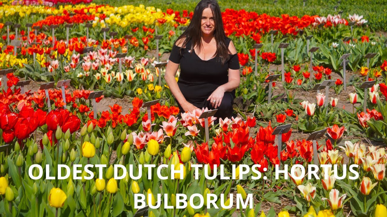 Dutch Tulips at Hortus Bulborum: Where History Blooms