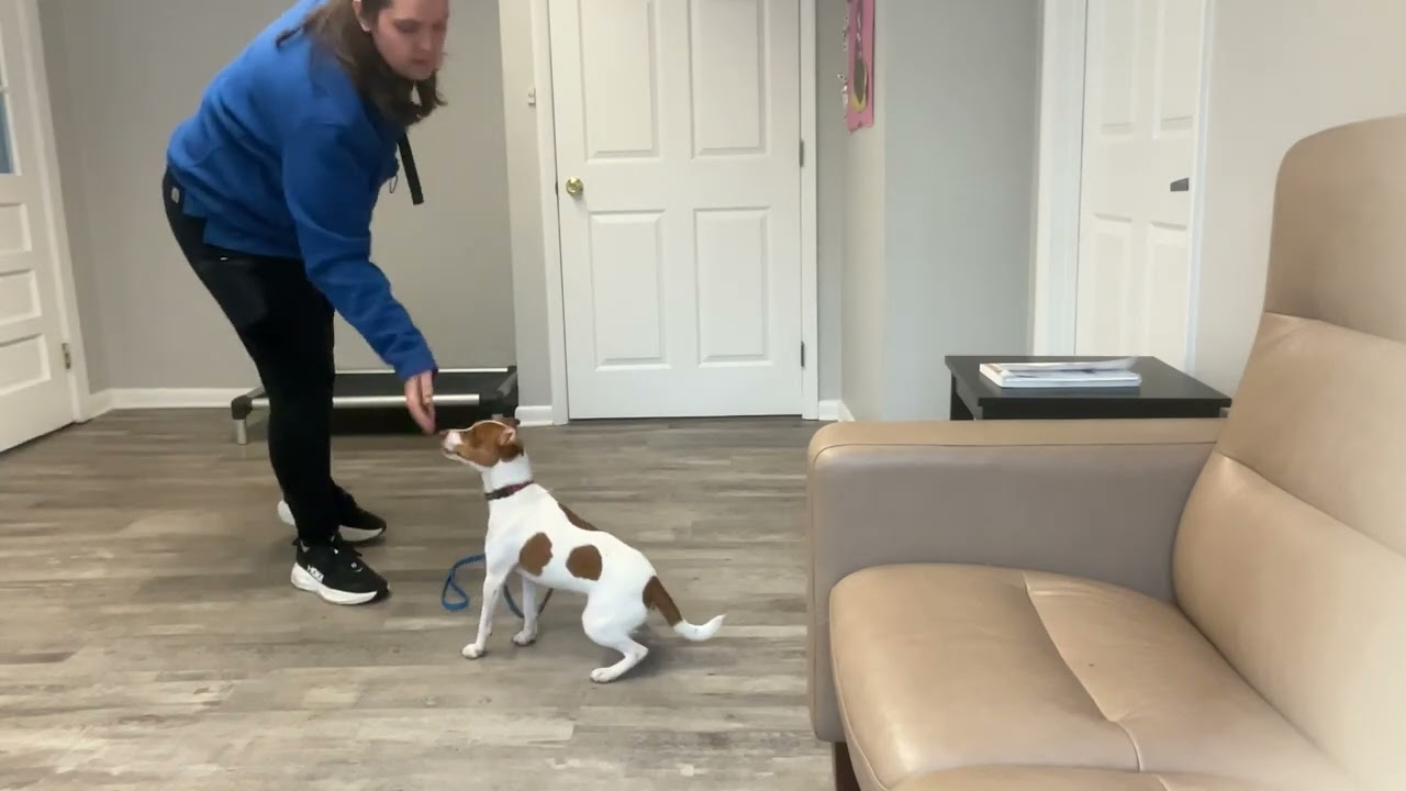 Archie working on: down, place, wait, and leave it