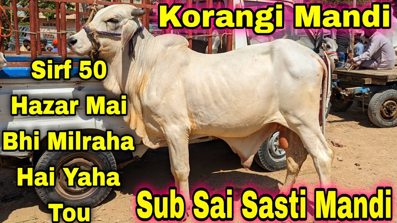 Korangi Mandi Karachi Cattle Latest Rates Update Monday 3 June 2024 | Cow Mandi 2024 | Bakra Eid
