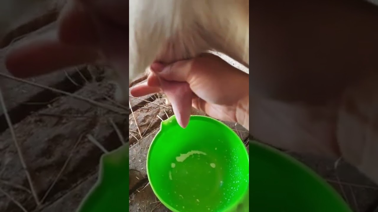 Учу как подоить козу.