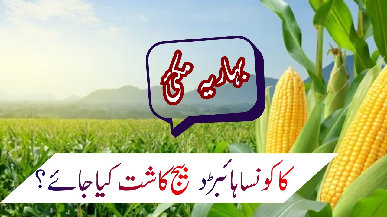Best Maize varieties for sowing of spring maize| بہاریہ مکئی کی کاشت کییلئےاقسام کریں