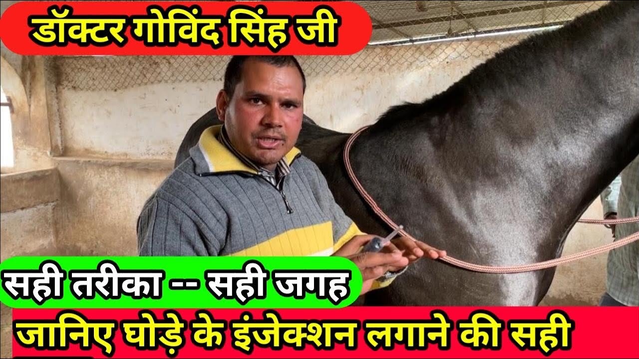जानिए घोड़े के इंजेक्शन लगाने की सही जगह