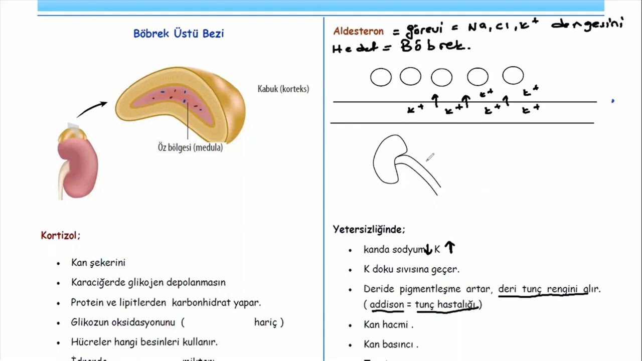 ENDOKRİN SİSTEM 2.DERS