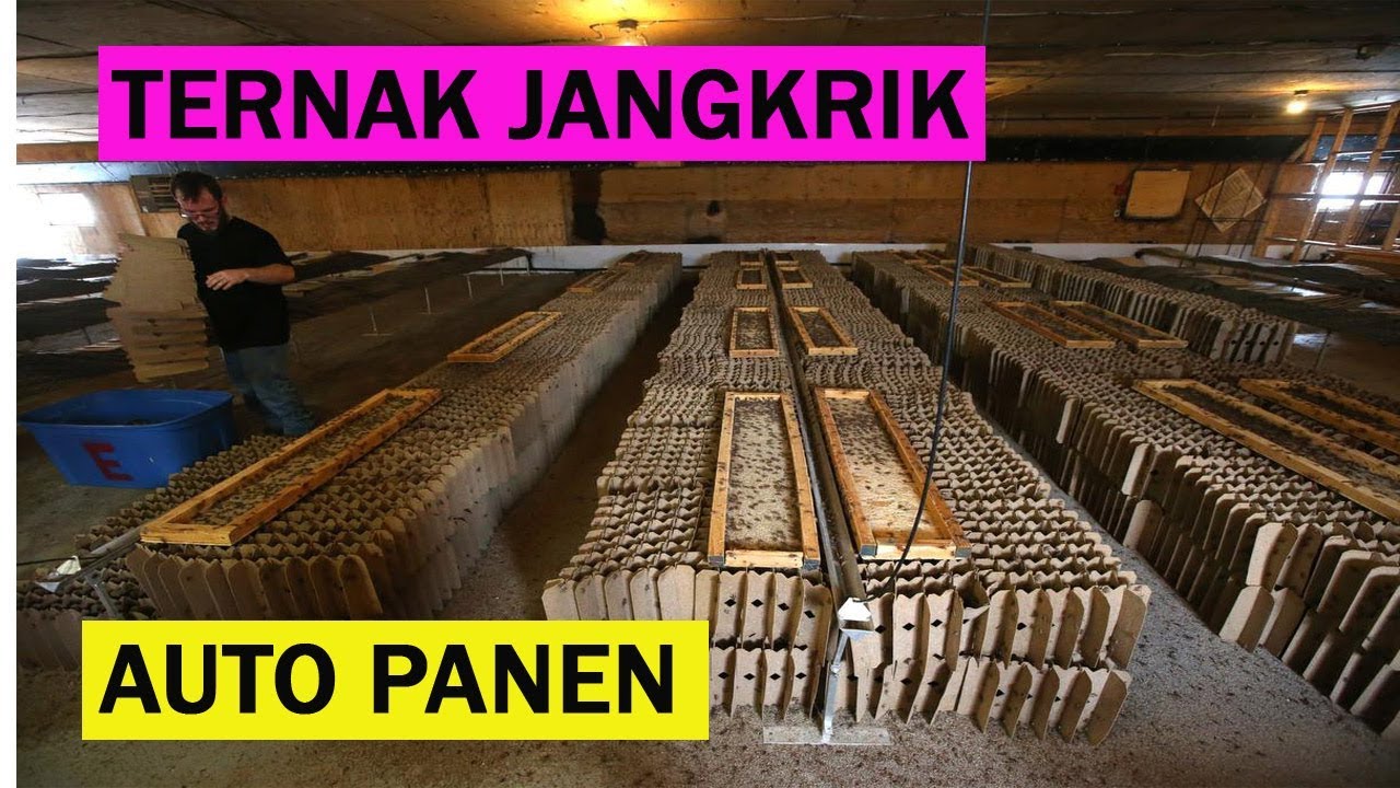 Cara Ternak Jangkrik Yang Baik Dan Benar | Dari Indukan Maupun Telur