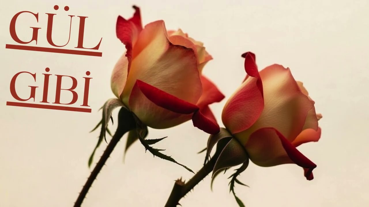 Gül Gibi (Yalnızken kulaklıkla dinle💔)