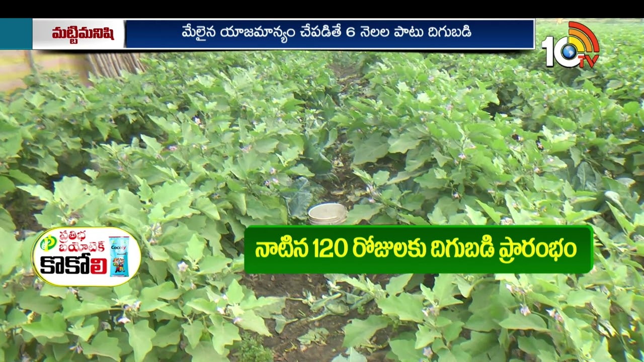 More Profits In Brinjal Farming | లాభాలు పండిస్తున్న వంగ పంట | Matti Manishi | 10TV Agri