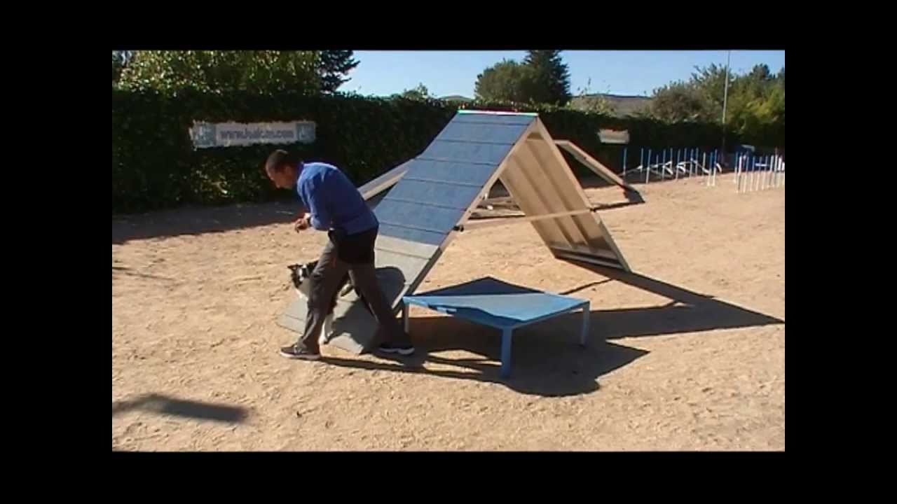 AGILITY. Cómo iniciar a tu PERRO en la RAMPA o EMPALIZADA | LealCan Adiestramiento