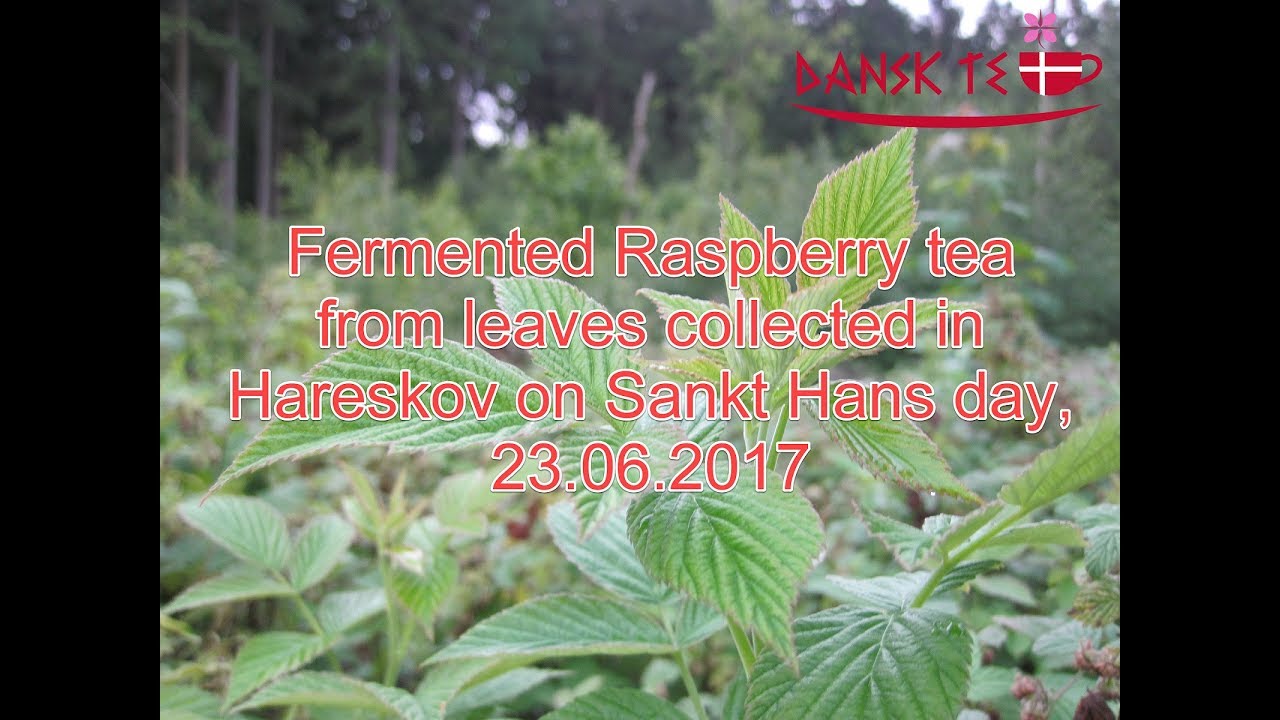 Fermented Raspberry tea from leaves