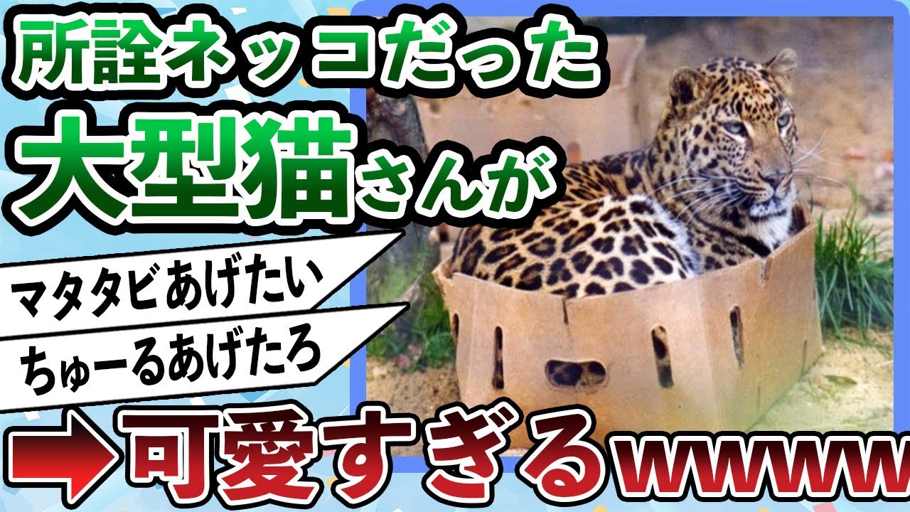 トラ、所詮ネッコだった…【2ch動物スレ】