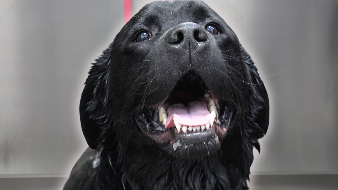 Why people HATE Labrador Retrievers