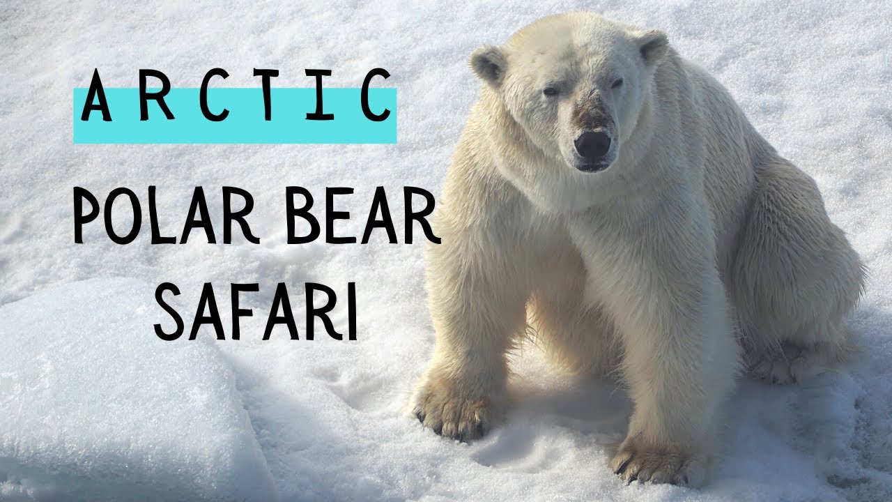 ARCTIC Polar bear safari cruise