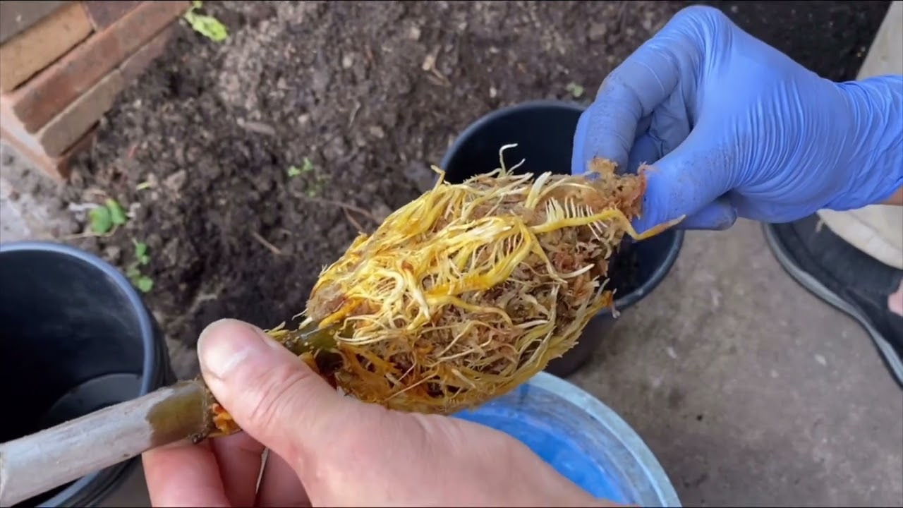 无花果高压包详细入盆操作指南