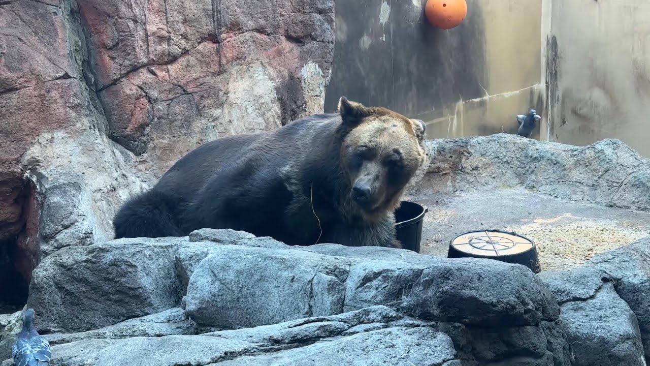 ハトさんと朝ごはんを食べるポンくん【‎2026年1月23日‎】【上野動物園】エゾヒグマ