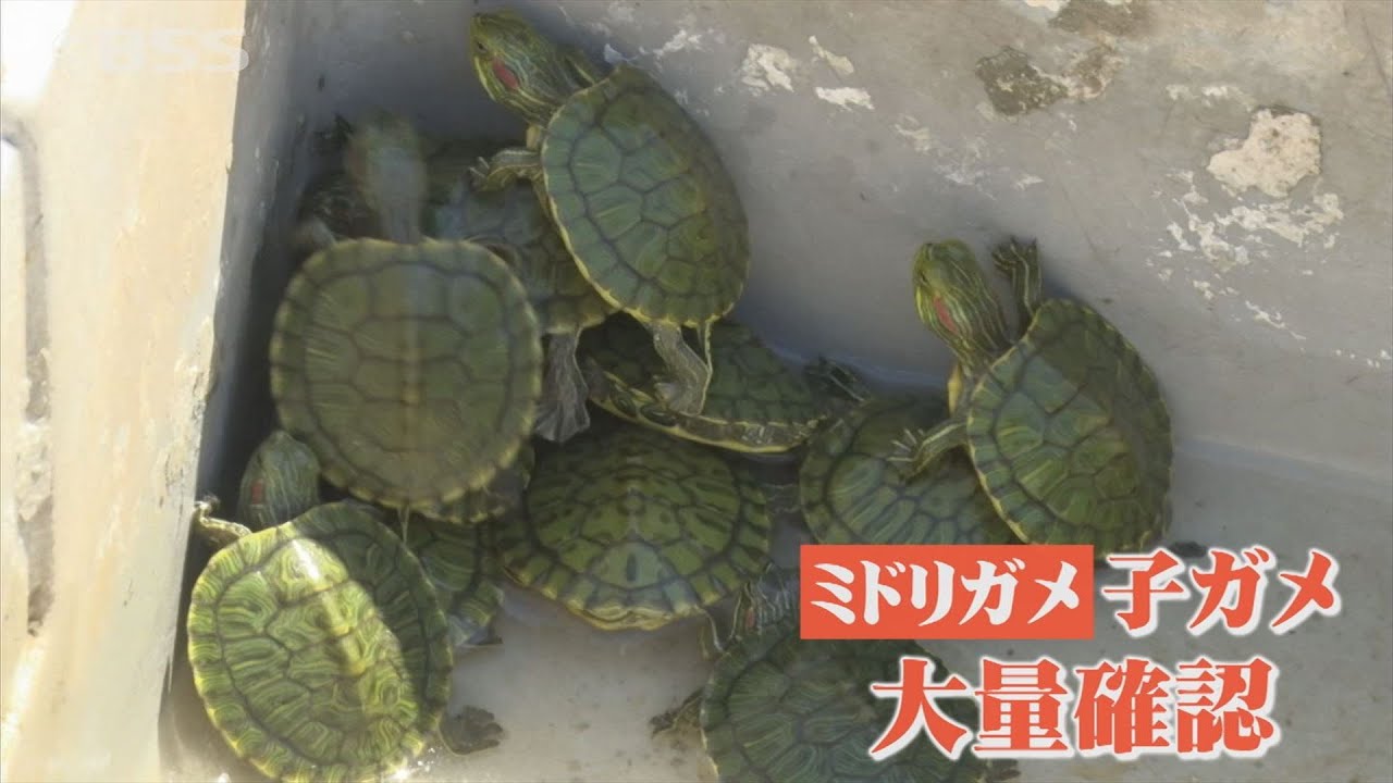 なぜ？ミドリガメが大量繁殖　改正外来生物法に不安の声も