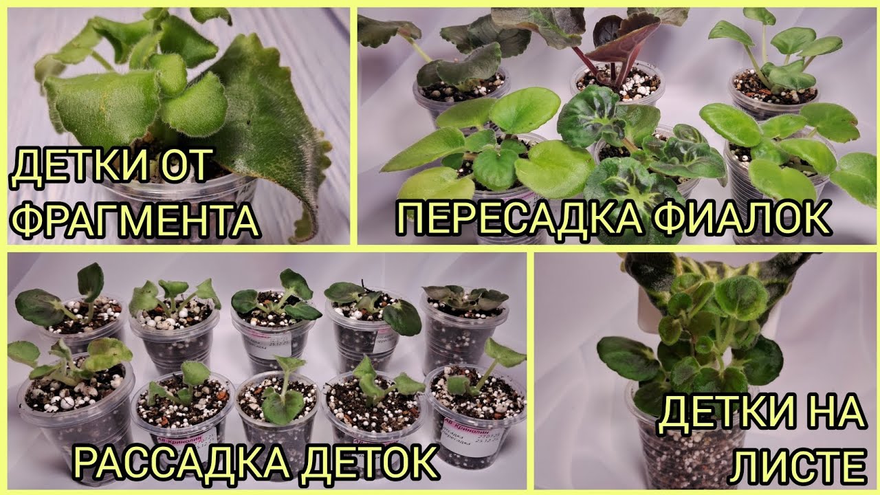 Детки от фрагмента. Детки на листовой пластине. Пересадка фиалок. Рассадка деток.