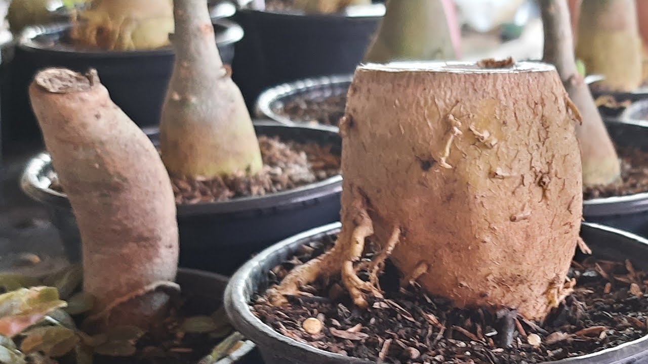 Como salvar um caudex que não tem mais gemas e fazer enxertos em raízes?