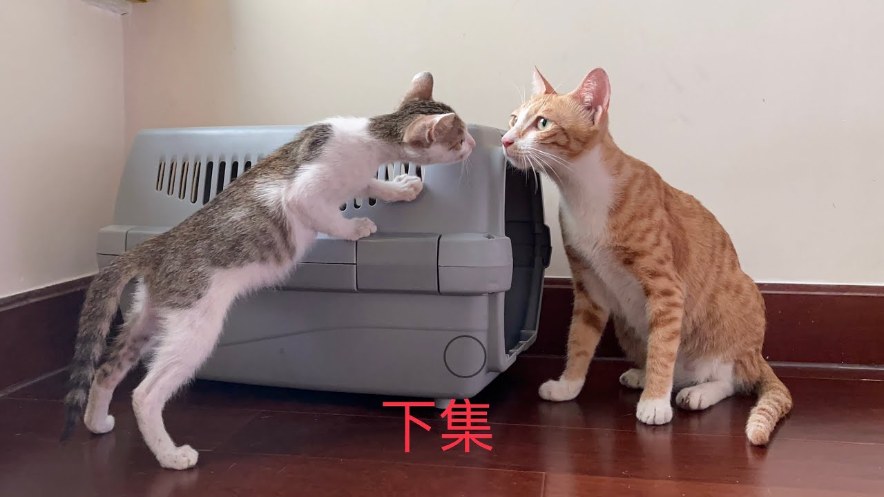 小猫去到新家应激不吃喝，旧主人飞奔百里安抚，猫咪被感动了