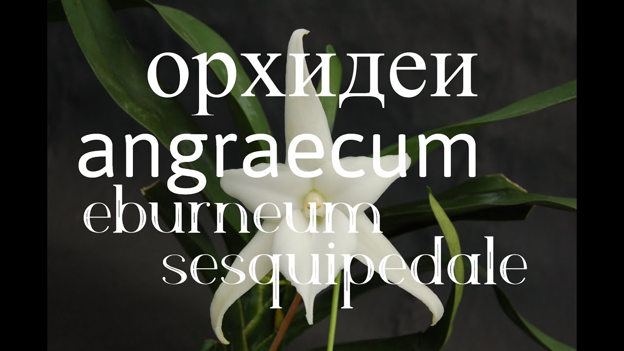 Орхидеи Angraecum.