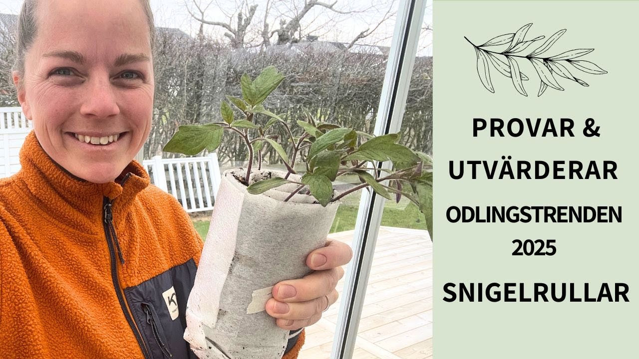 ODLAR FINA TOMATPLANTOR I SNIGELRULLAR 🍅🐌 | BLI AV MED L&Ouml;SS P&Aring; S&Aring;DDEN 🪲