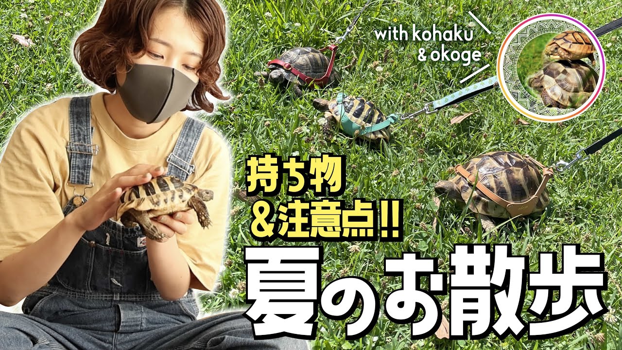 【超重要‼️】リクガメ散歩に必要な物紹介 & リクガメ達が可愛すぎた🐢🐢🐢🌻