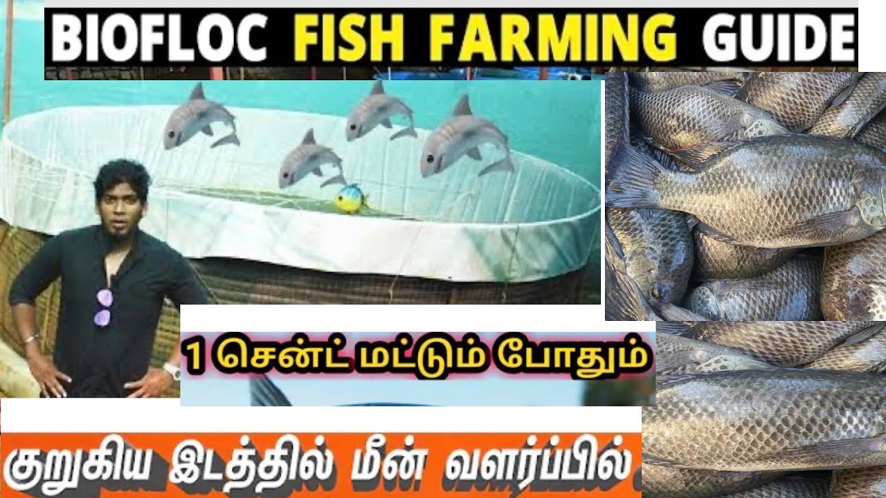 Biofloc Fish Farming-மீன்வளர்ப்பு | How to Start Biofloc Form |Mr oor suthi