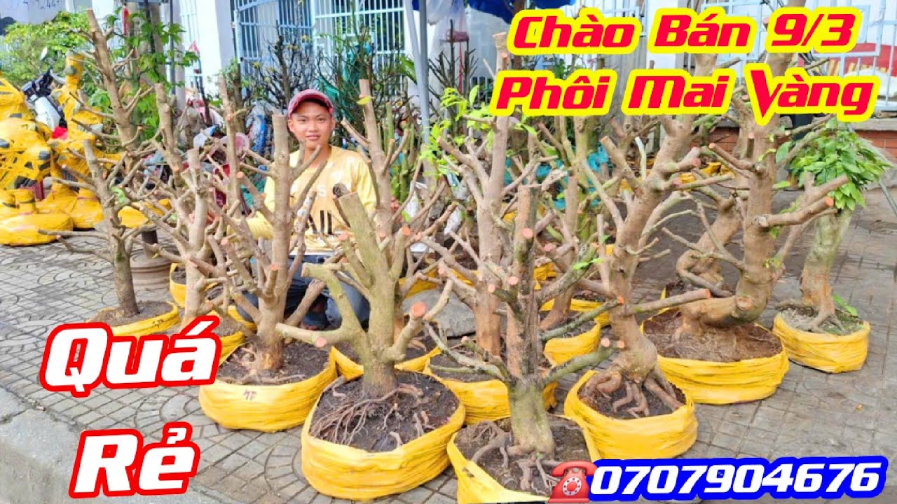 #Hào-0707904676, chào bán 9/3, Phôi Mai Vàng giá rẻ dễ chơi, cốt cành đầy đủ @cscantho 