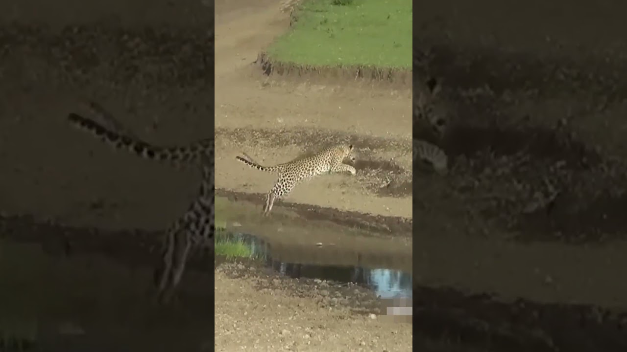 Cheeta Jump | Leopards are cunning hunters | Only A Leopard Can Hunt Like This | Leopard Jumping
