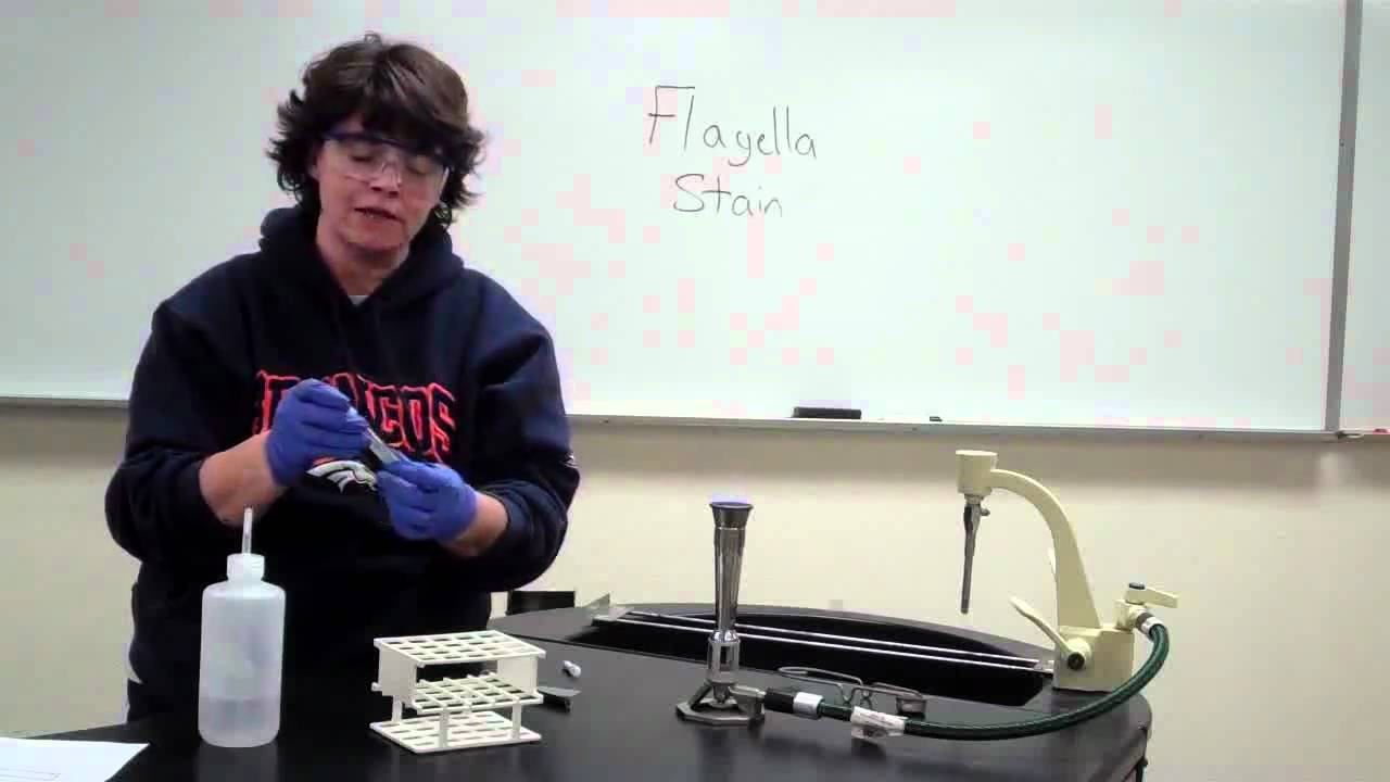 Flagella Stain