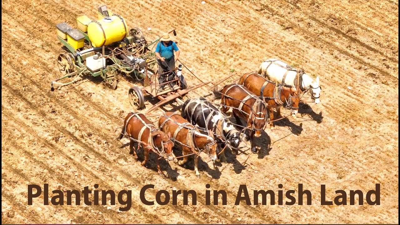 Planting CORN with the AMISH using HORSEPOWER in Paradise, Lancaster County, Pennsylvania