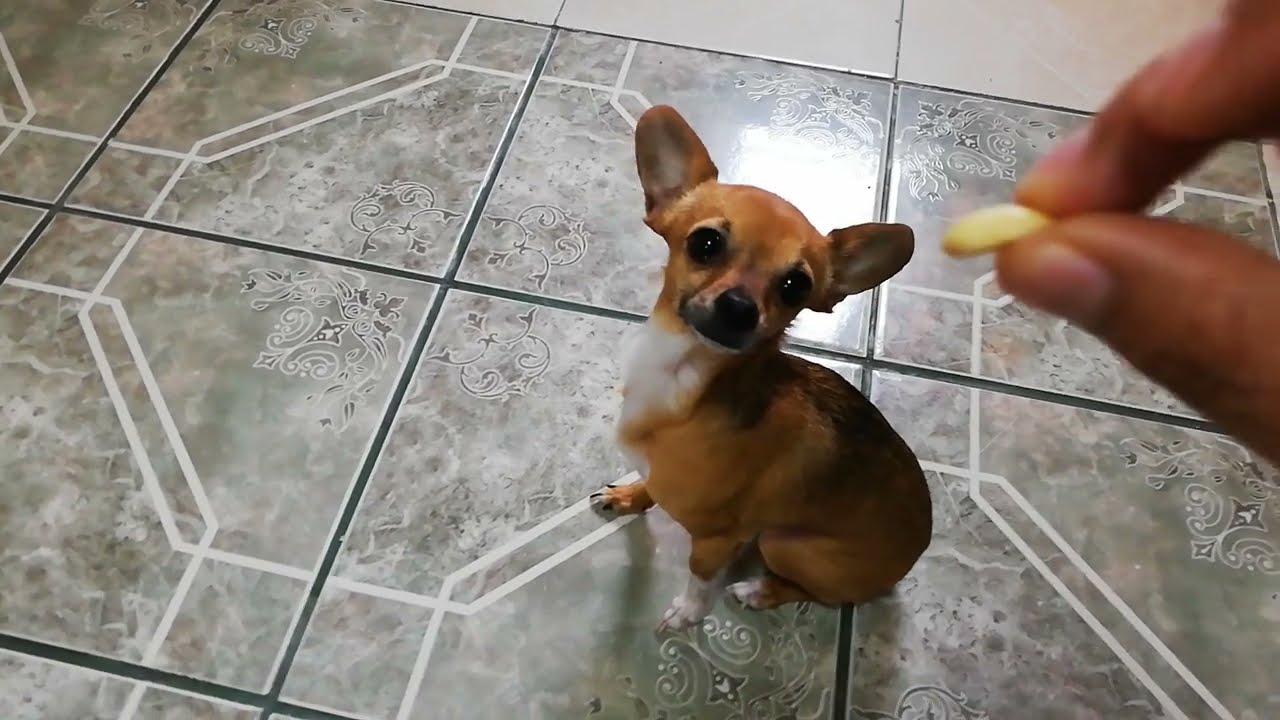 Primer entrenamiento del perro chihuahua (como sentarse) Parte 1