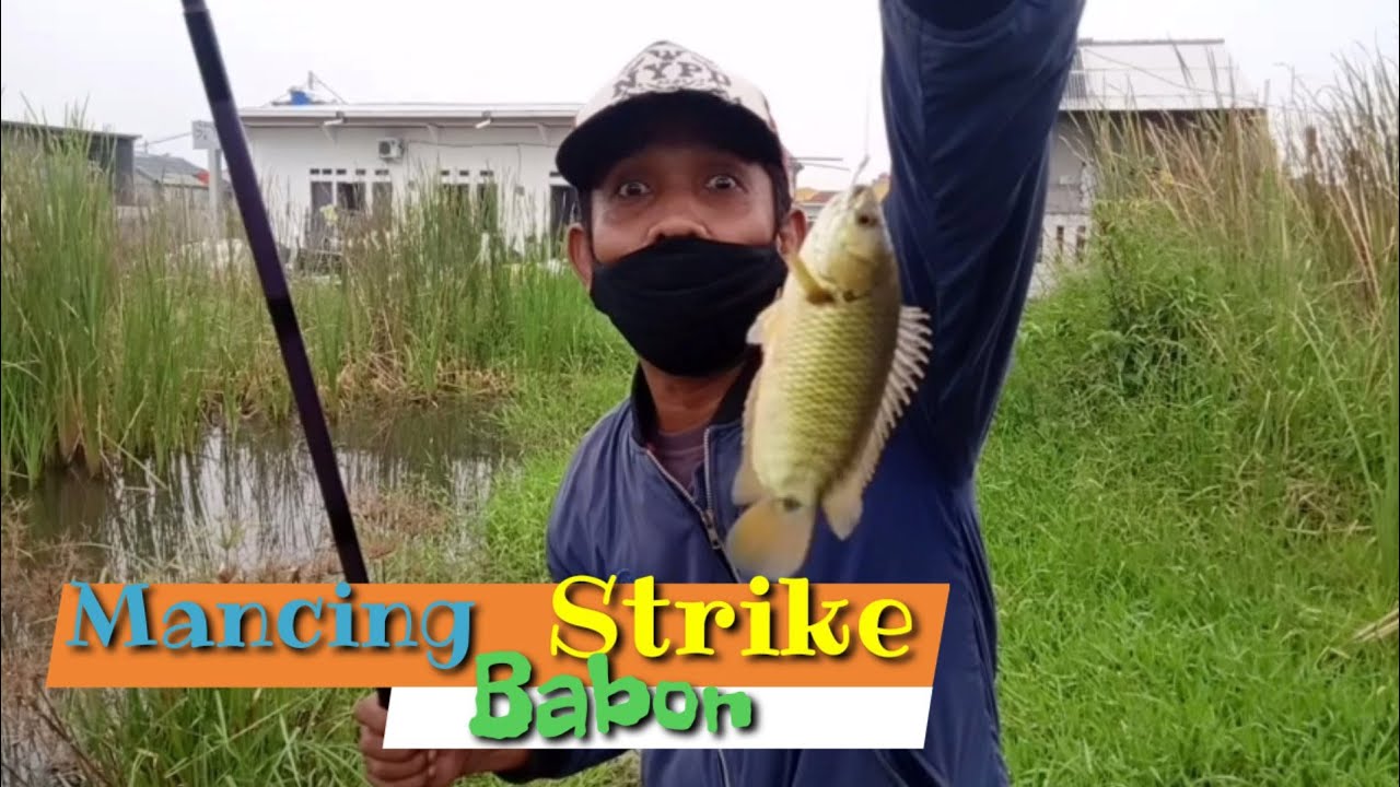 Mancing Strike Betok Babon di Spot Liar Bekasi