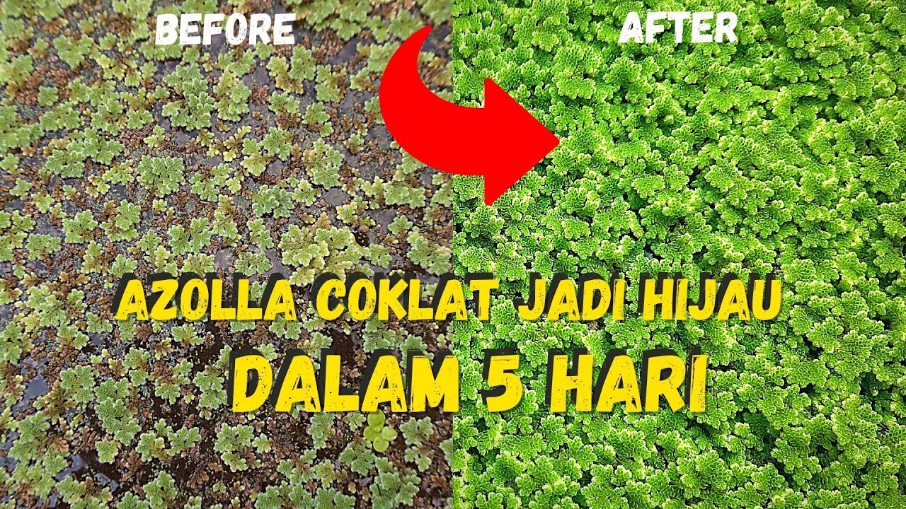 Menyuburkan Kembali Azolla yang Kecoklatan | Tips Budidaya Azolla Microphylla