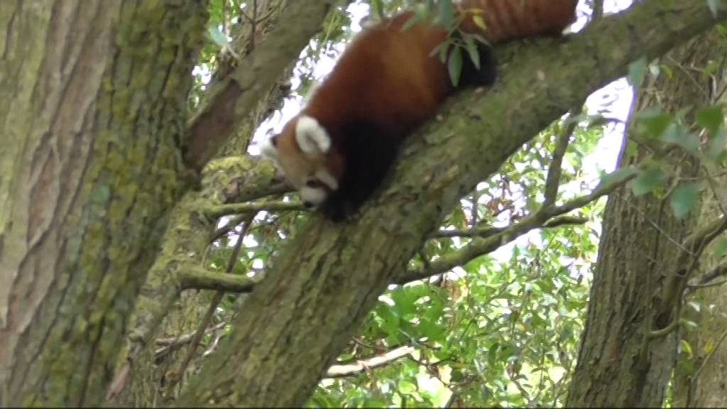 Red panda cubs at Port Lympne Reserve learn how to climb