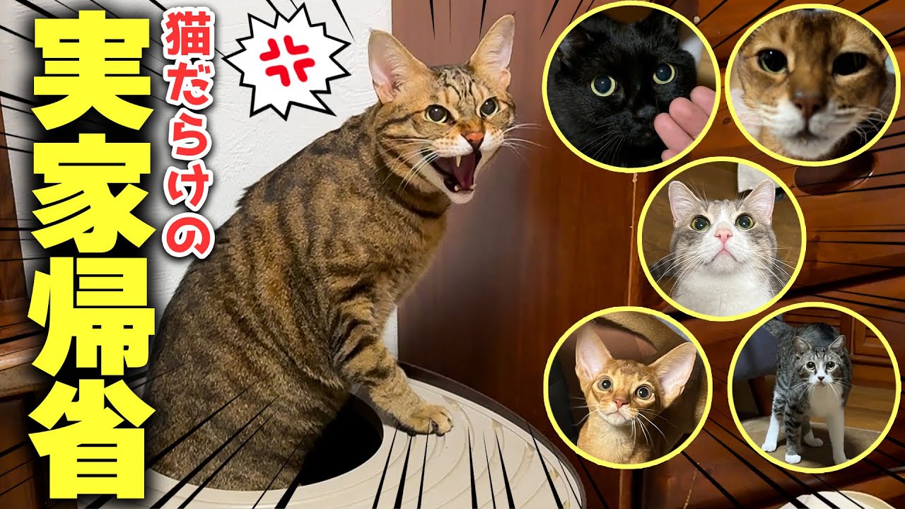 猫たちを連れて実家に帰ることになりました。