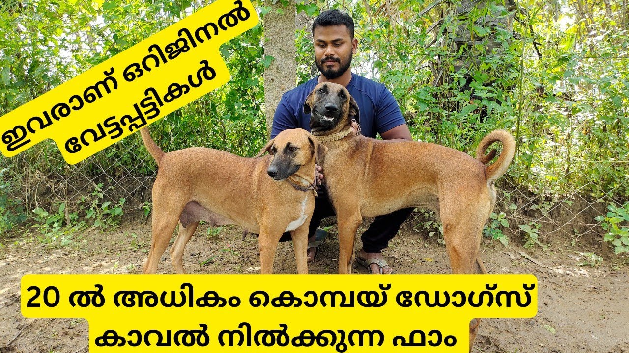 ആരെയും വിറപ്പിക്കുന്ന വേട്ട നായകൾ|ഇതിലും നല്ല കാവൽക്കാർ ഉണ്ടോ |Original Kombai Dogs
