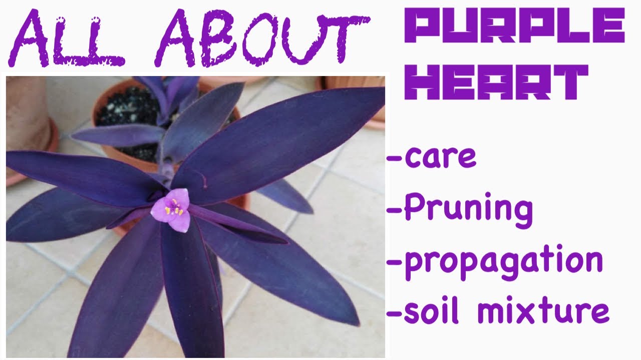Purple heart plant care|Purple heart plant propagation|Purple heart plant ki care|TradescantiaPalida